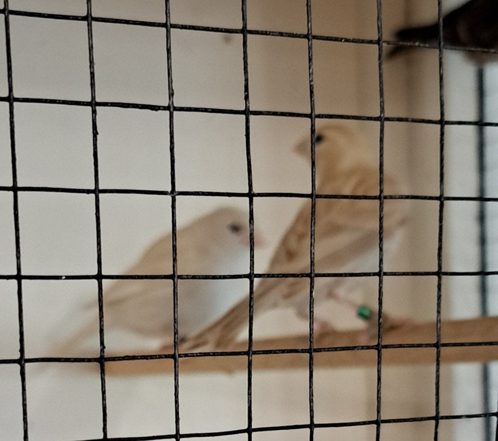 Kanaries opaal wit, Dieren en Toebehoren, Vogels | Kanaries, Geslacht onbekend, Kleurkanarie