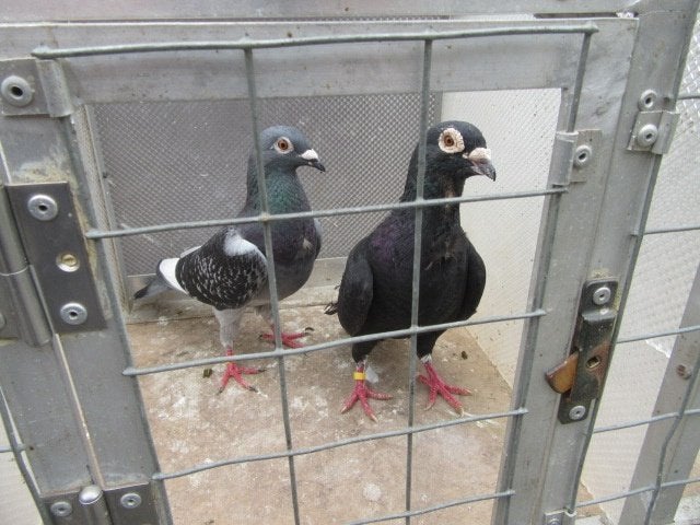 vliegduiven, Dieren en Toebehoren, Vogels | Duiven