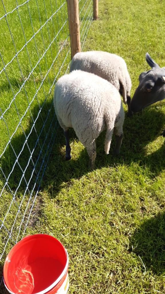 Jonge bleu du maine lammeren  200 euro stuk, Dieren en Toebehoren, Schapen, Geiten en Varkens