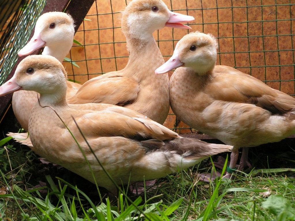 Roodschouder blond, Mei, Mannelijk