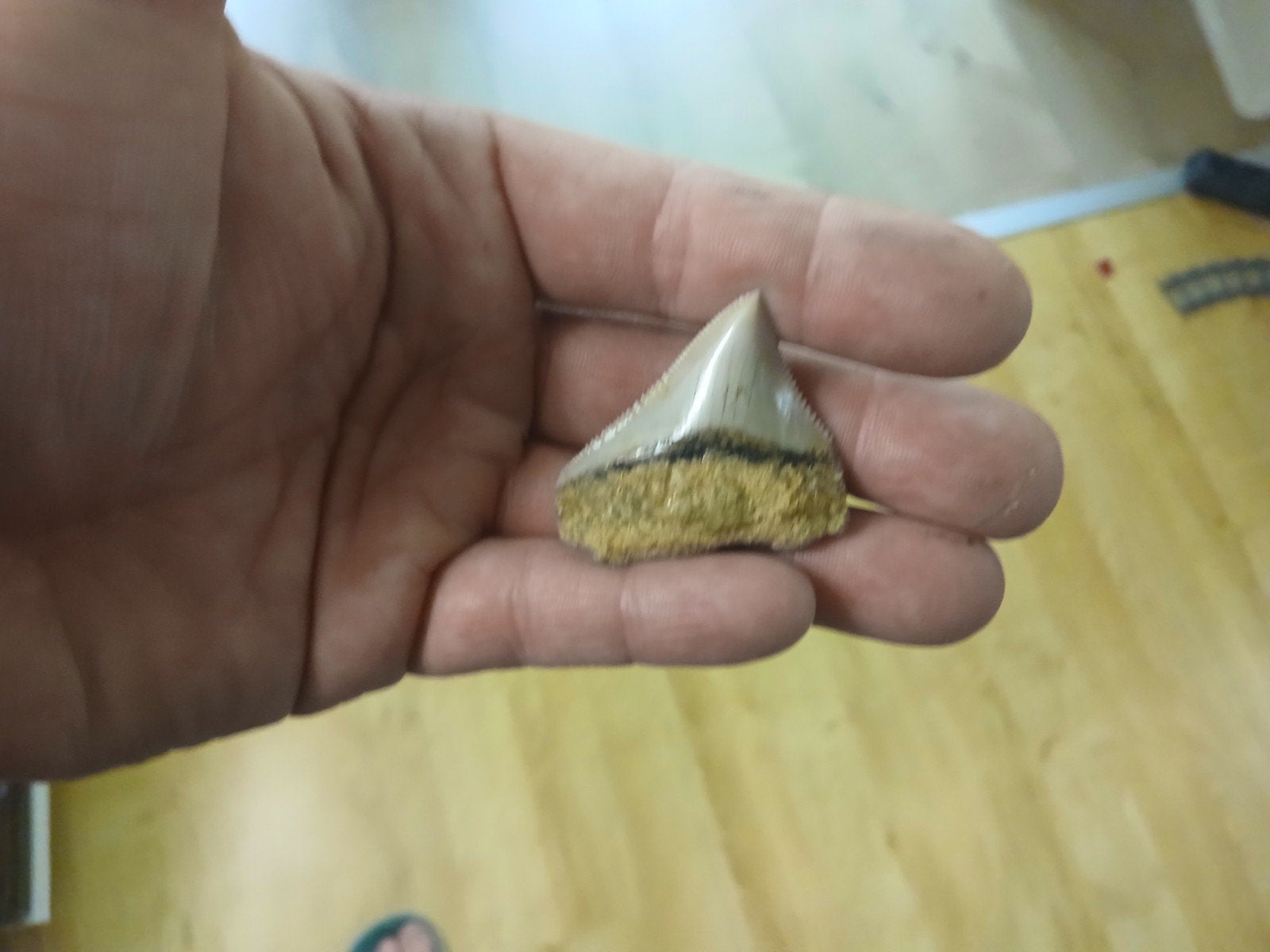 otodus megalodon haaietand, Ophalen of Verzenden