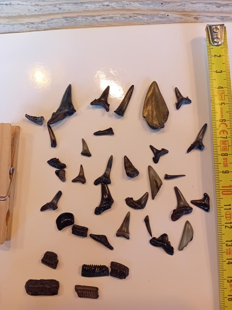 Fossiles de dents de requin de la mer du Nord., Enlèvement, Fossile