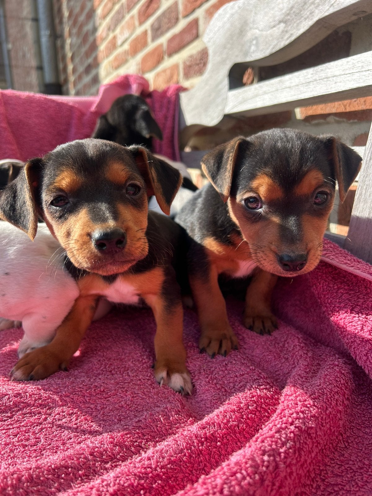 Jack Russel, Maladie de Carré (chiens), 8 à 15 semaines, Plusieurs, Éleveur | Loisir