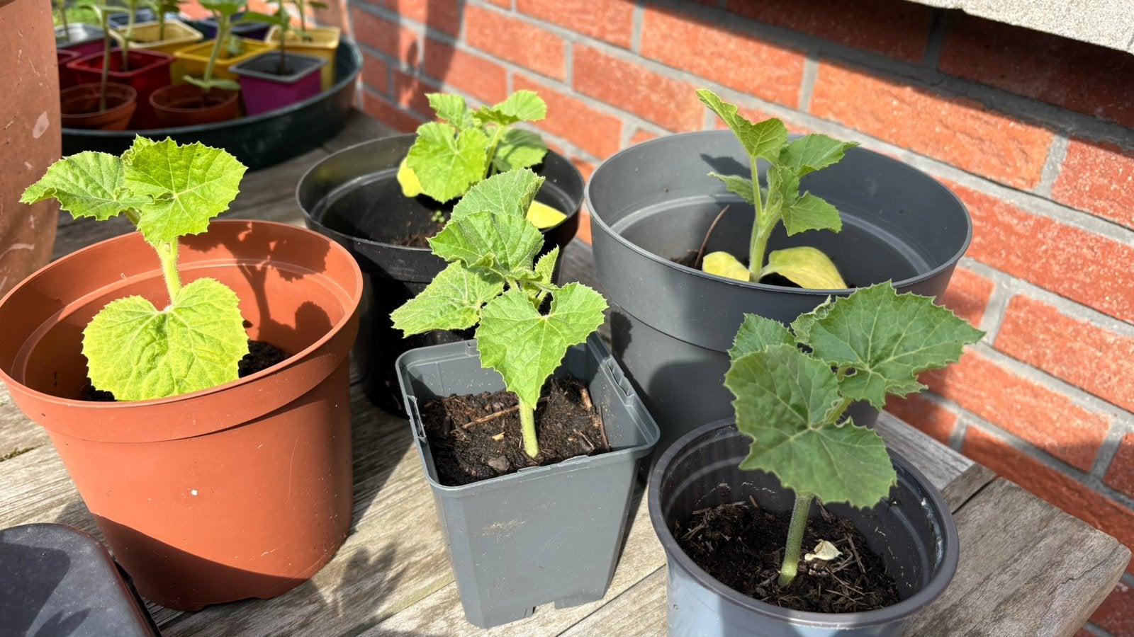 Spaghetti pompoen plantjes, Ophalen