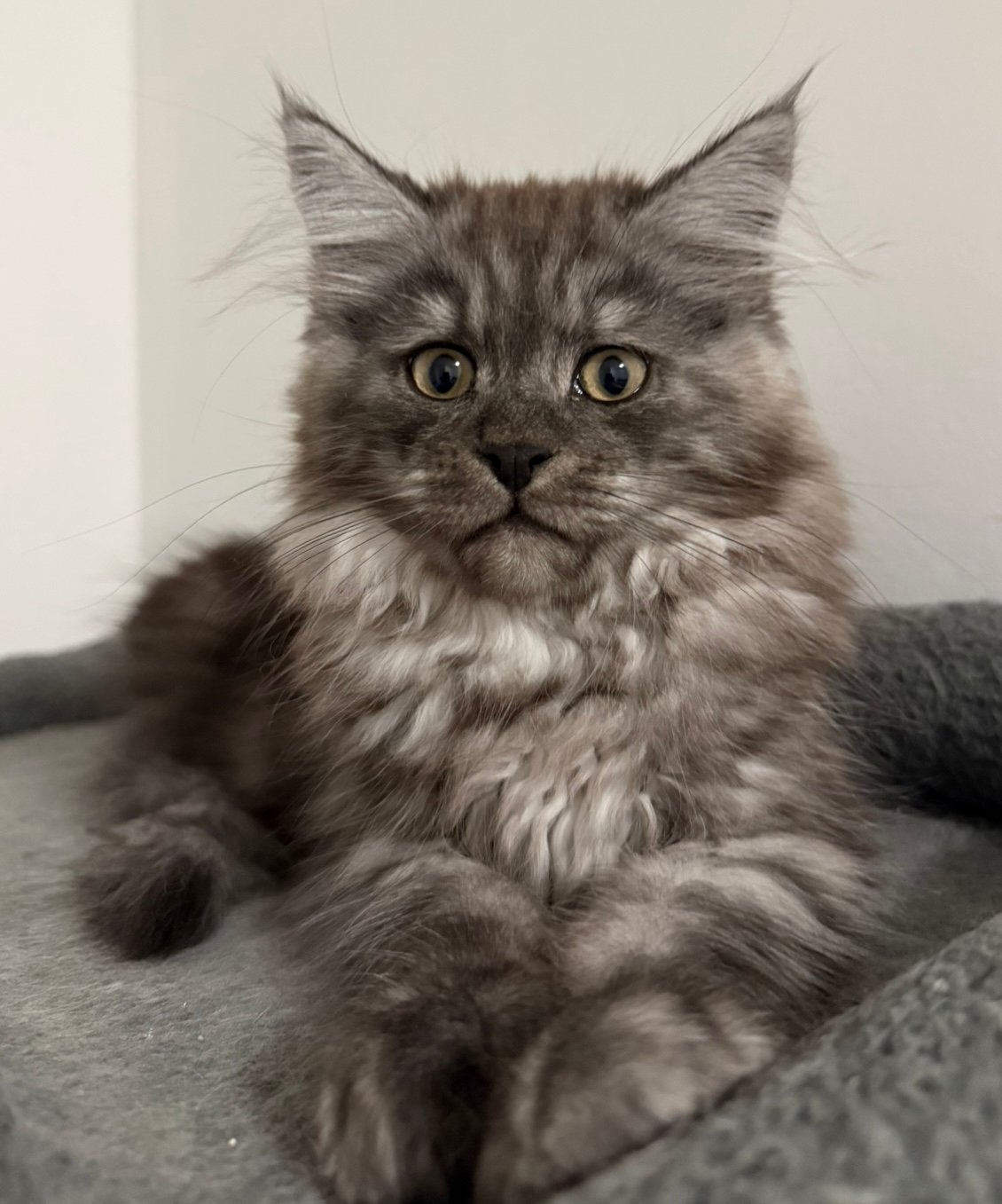 Maine Coon kittens, Dieren en Toebehoren, Meerdere dieren, Gechipt, 0 tot 2 jaar