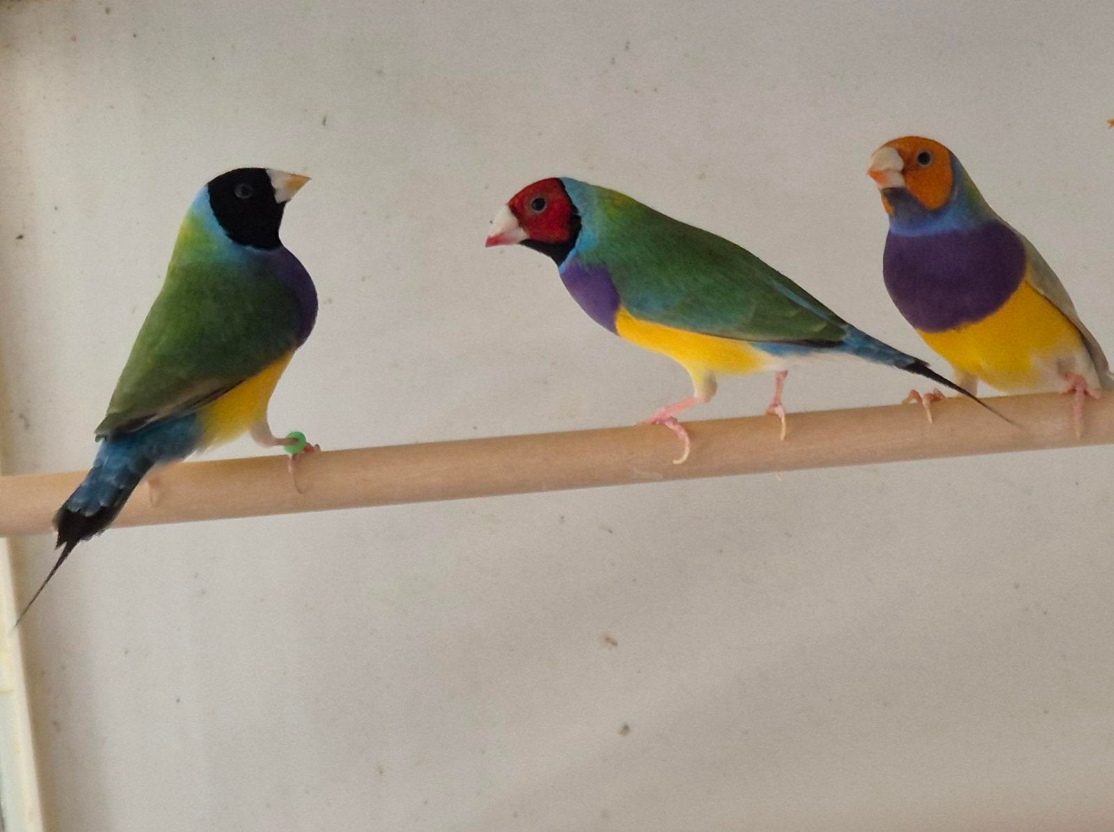 Te koop mannelijke Gouldamadine, Animaux & Accessoires, Mâle, Oiseau tropical, Bagué