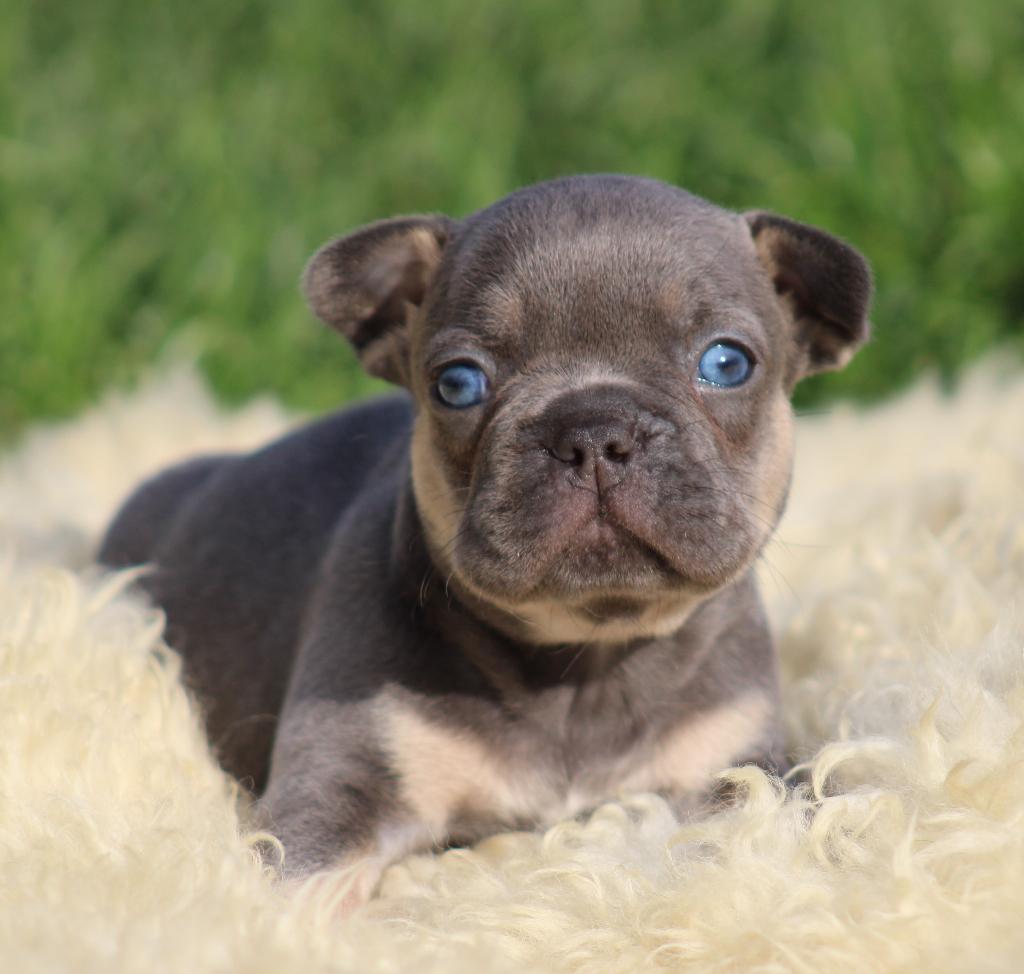 Franse Bulldog pups Lilac-tan, Parvo, België, 8 tot 15 weken, Bulldog