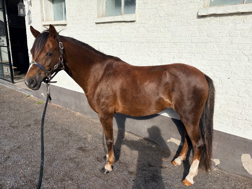 Heel Mooi C Pony, Merrie, Met stamboom, C pony (1.27m tot 1.37m), 11 jaar of ouder