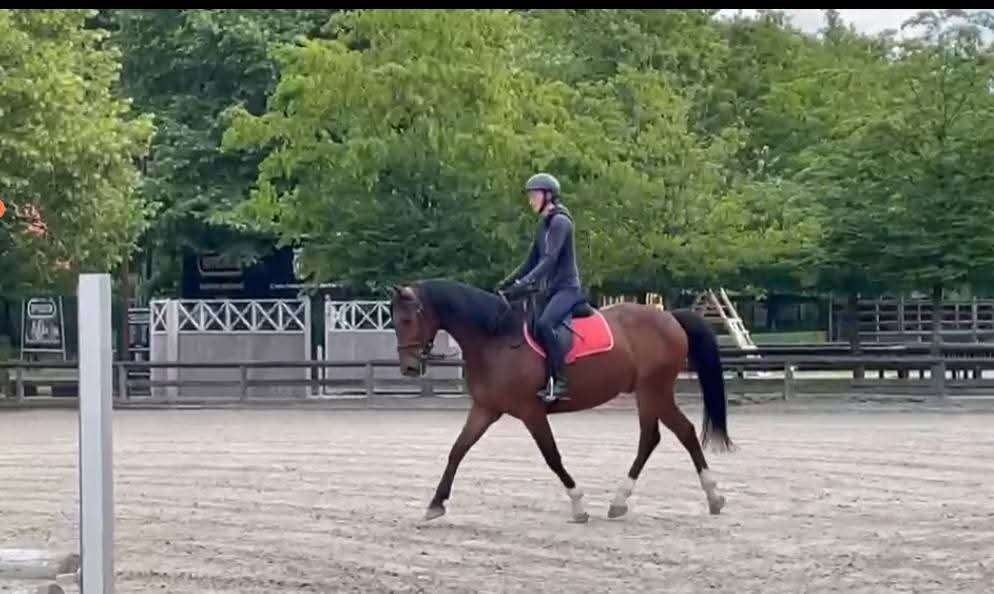 Brave ruin, L, 160 à 165 cm, Cheval de récréation, 7 à 10 ans
