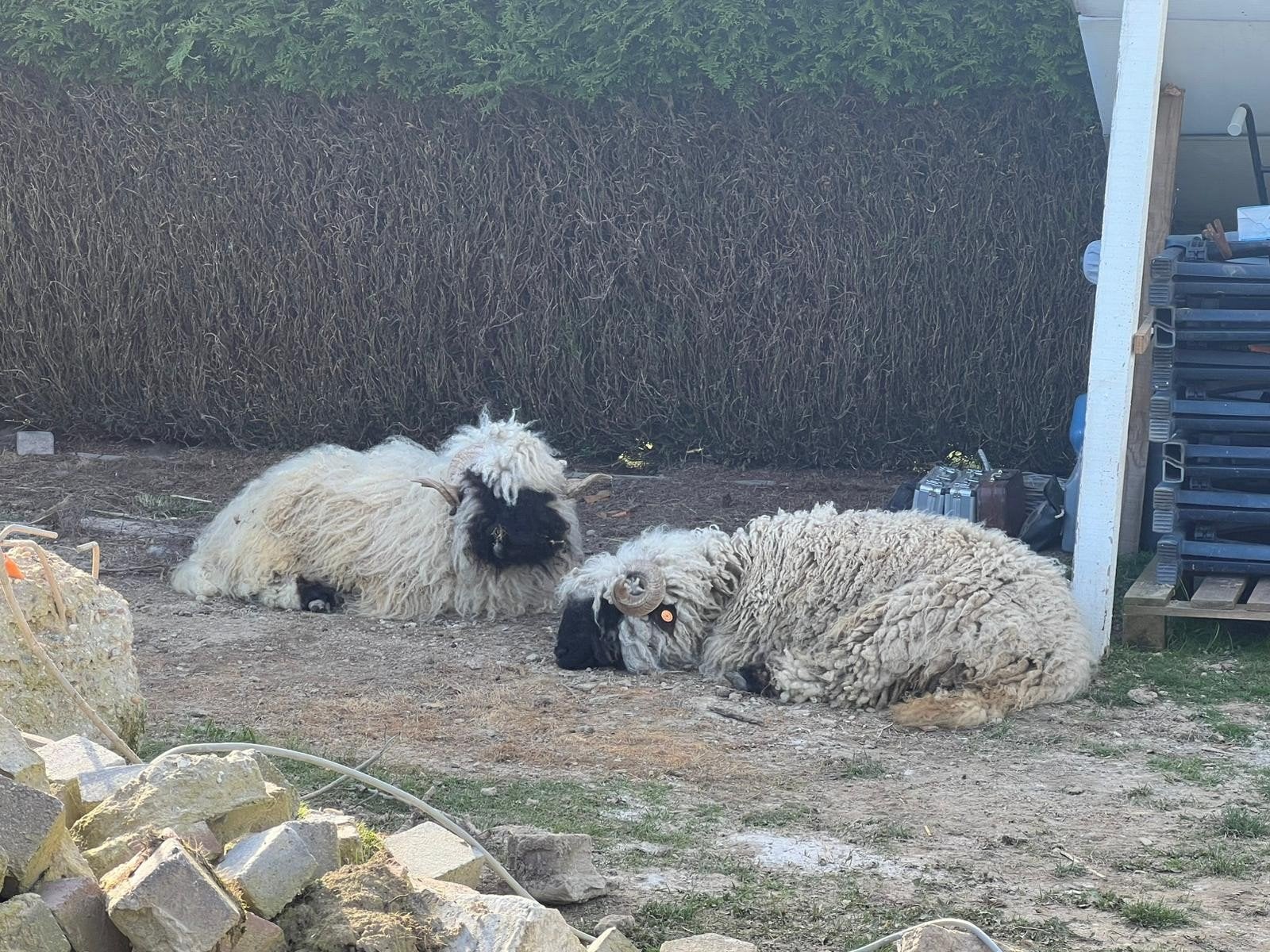 Wallisher, Dieren en Toebehoren, Schapen, Geiten en Varkens