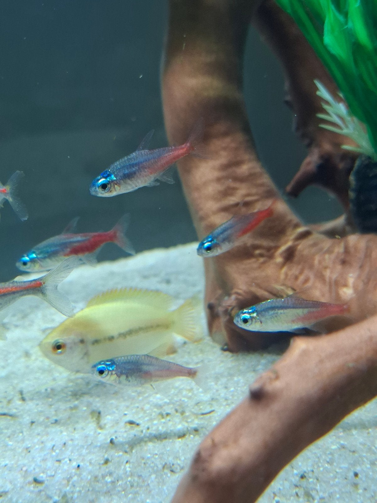 verschillende vissen, Animaux & Accessoires, Poisson, Poisson d'eau douce