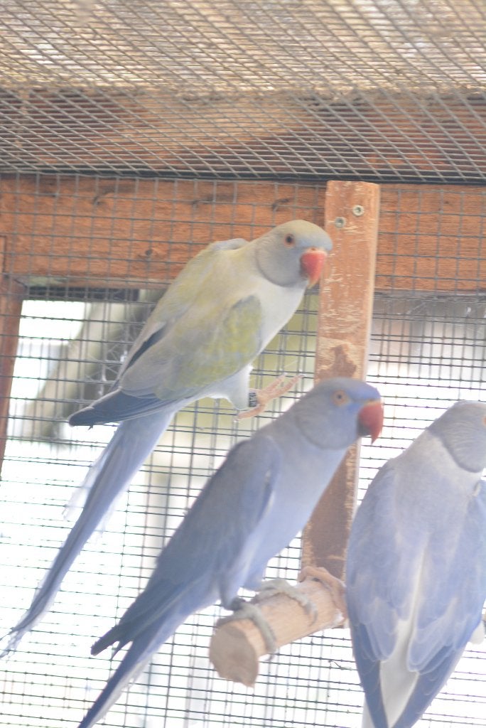 Couple 2025 /Opaline/Buttercup x Opaline Buttercup, Plusieurs animaux, Perruche, Bagué