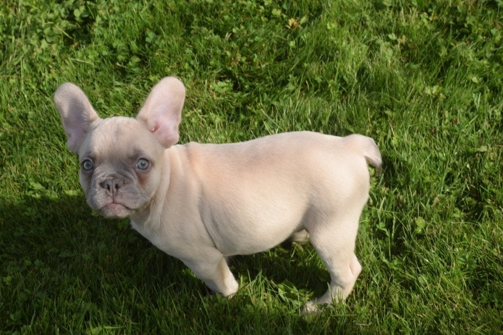 Chiot bouledogue français, Animaux & Accessoires, 15 semaines à 1 an, Plusieurs animaux, Éleveur | Professionnel, Bouledogue