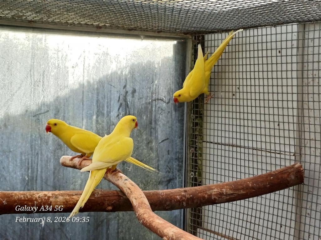 halsband parkieten 2025 MANNEN lutino (/blauw) (met dna), Dieren en Toebehoren, Parkiet, Geringd
