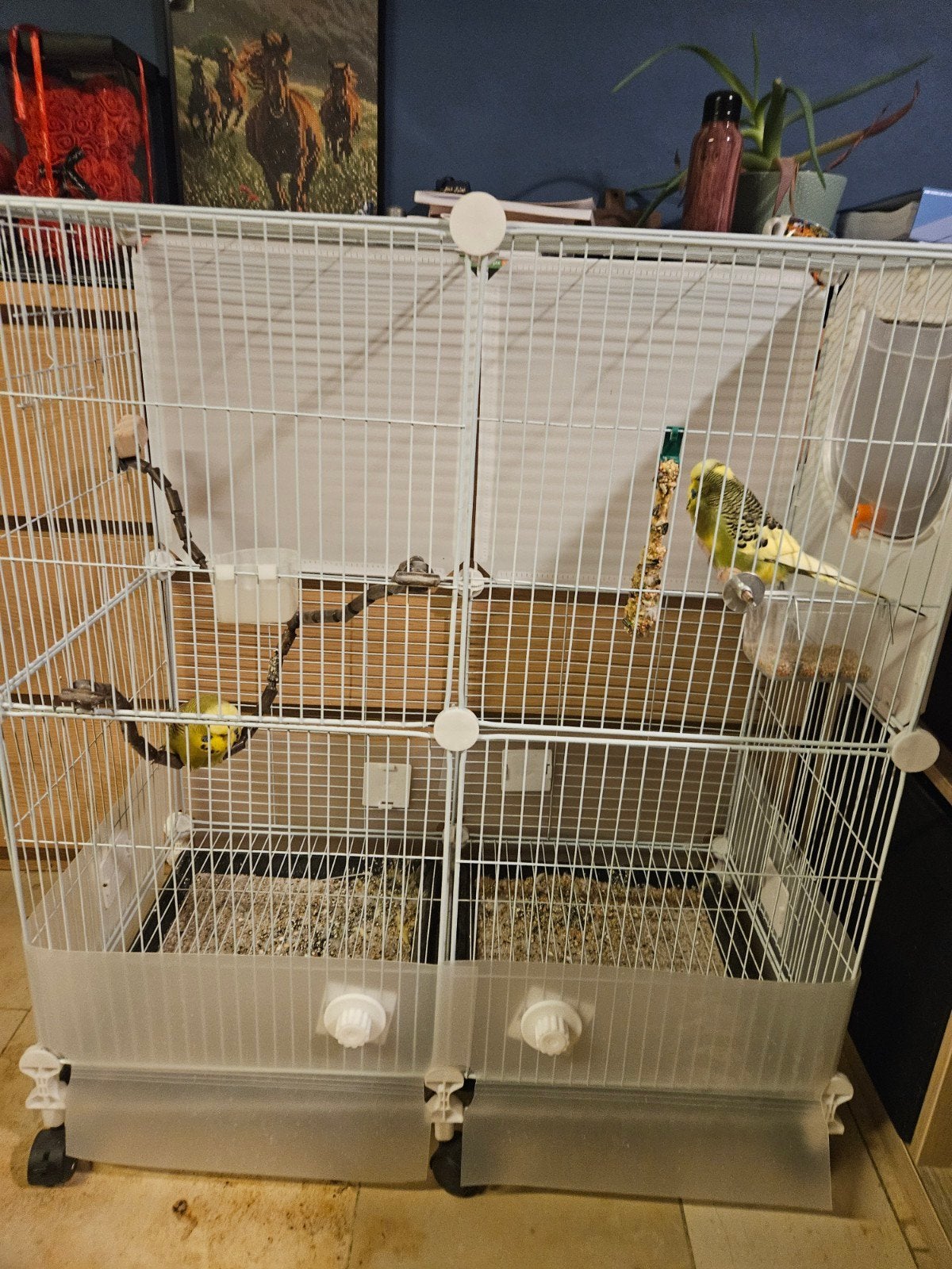 2 engelse mannen parkieten + grote kooi, Enlèvement, Neuf, Cage à oiseaux