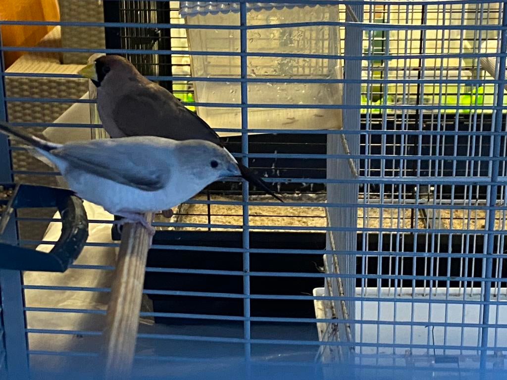 Loodbekjes te koop, Plusieurs animaux, Oiseau chanteur sauvage