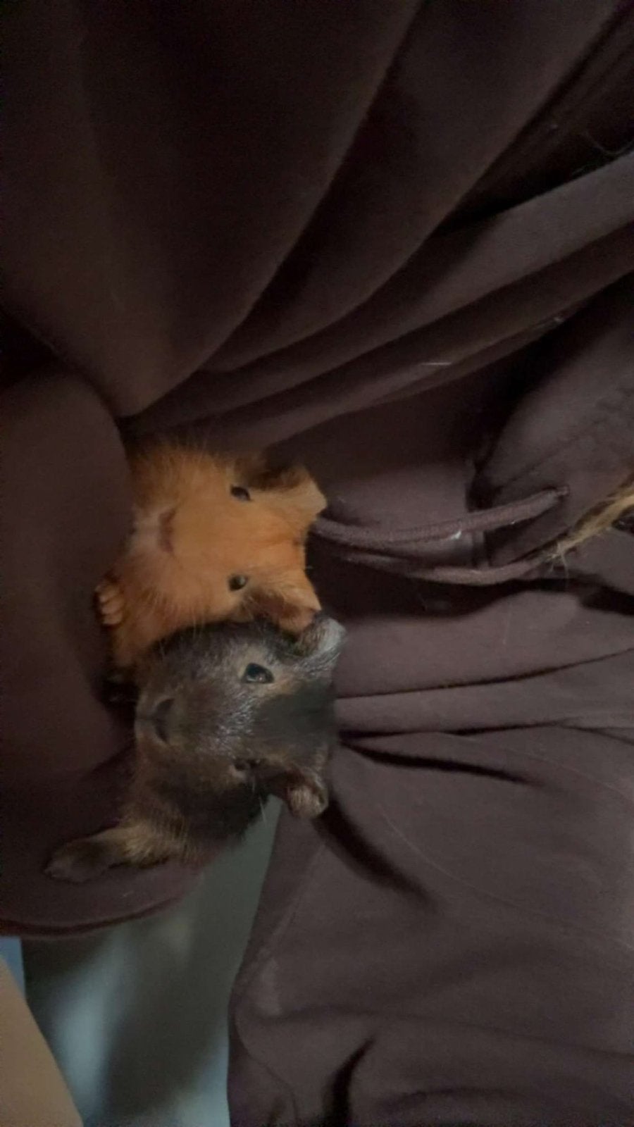 Cavia’s, Dieren en Toebehoren, Cavia, Februari, Mannelijk, Tam
