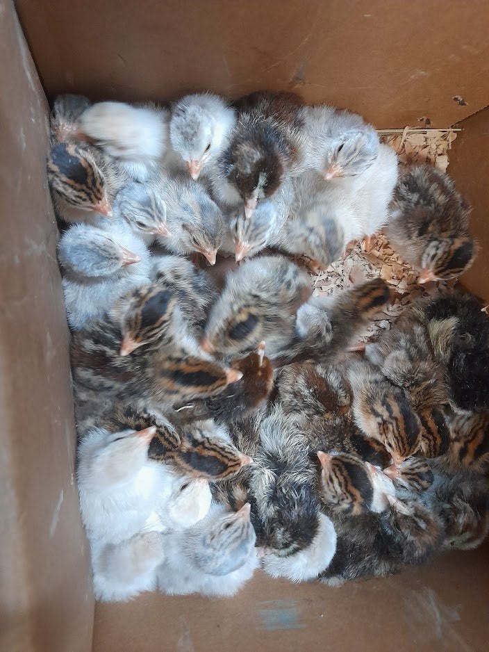 poussins de pintade