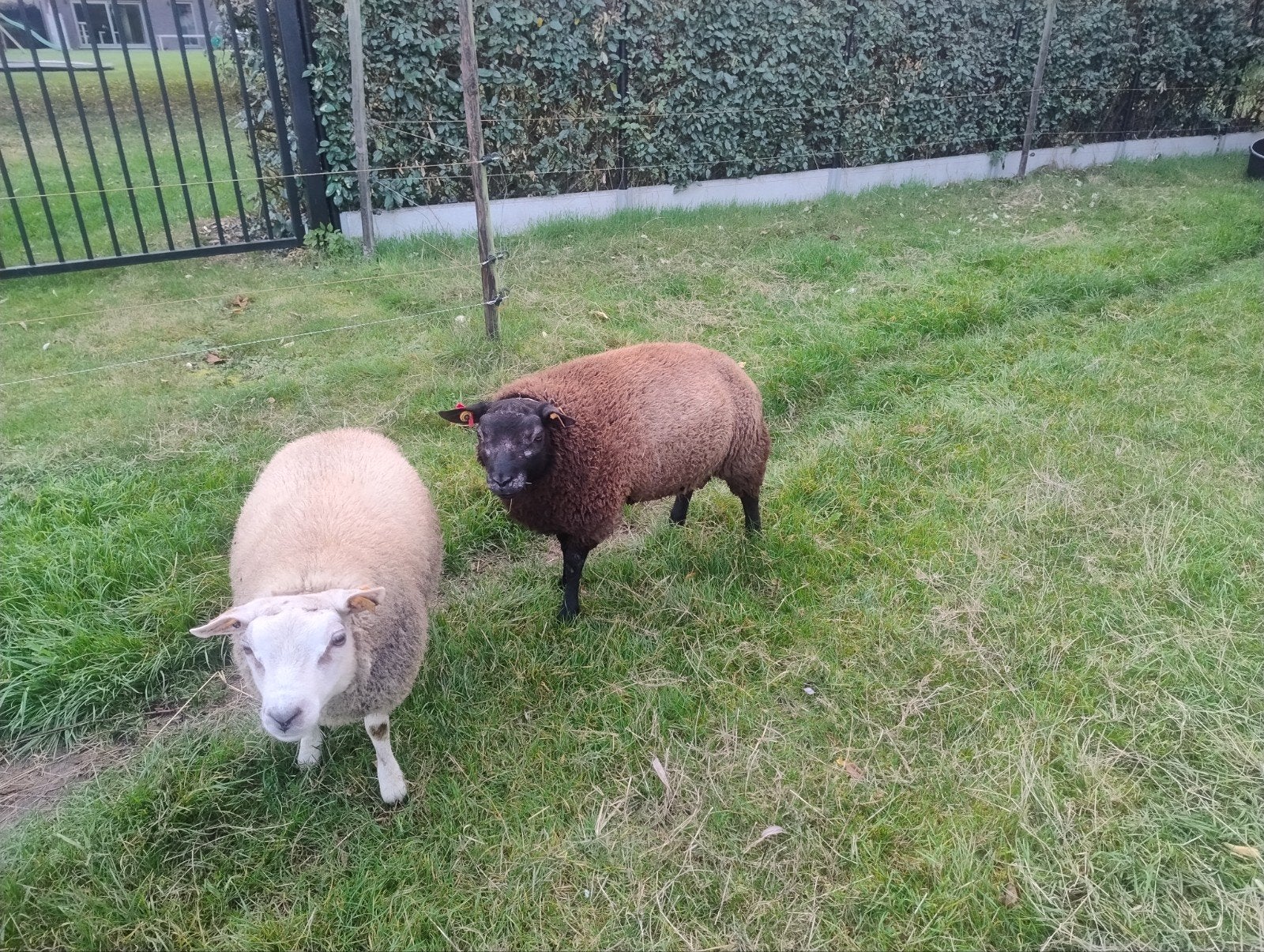 texel ram blauwe, Animaux & Accessoires