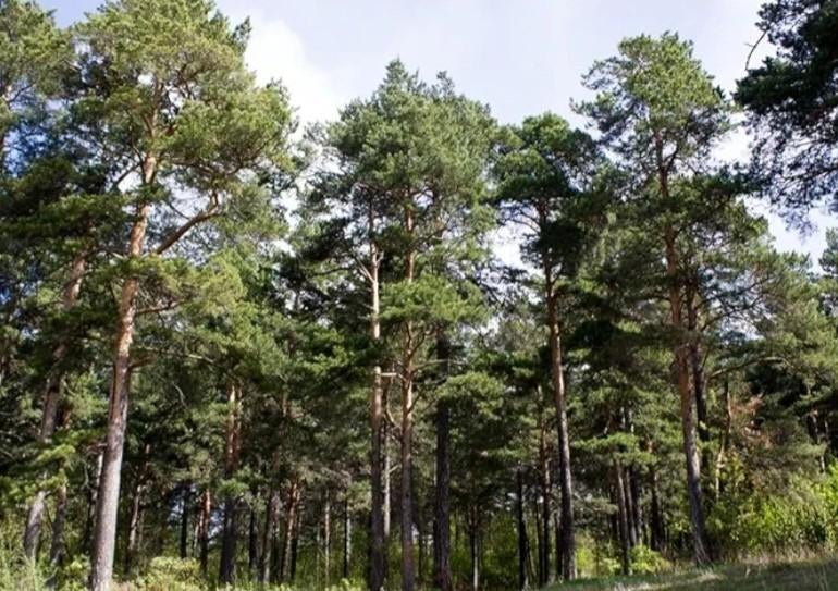 Bois de chauffage provenant de mélèzes, Enlèvement, Autres espèces, 400 cm ou plus