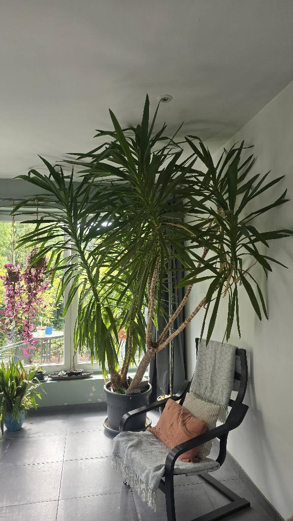 Vends 2 grands Yucas, Huis en Inrichting, Kamerplanten, Ophalen, 200 cm of meer, In pot, Yucca