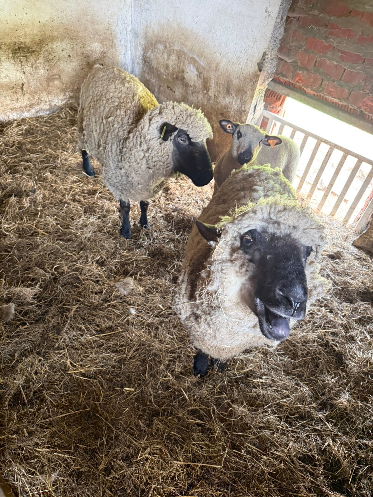 Hampshire down schapen, Vrouwelijk, Schaap, 0 tot 2 jaar