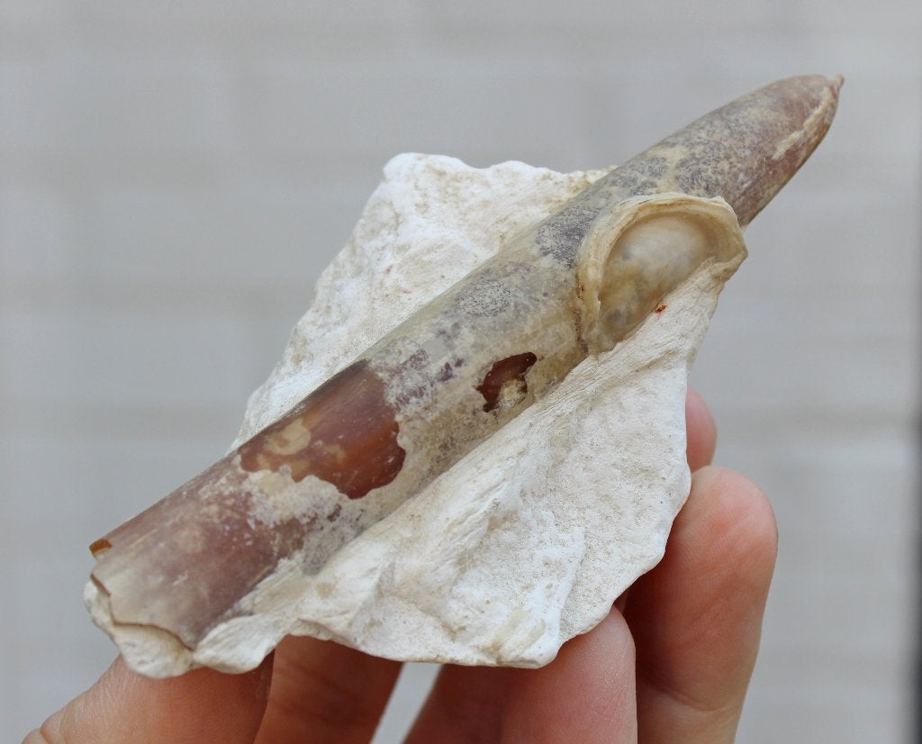 fossile de BELEMNIET de Hacourt, Belgique, Collections, Enlèvement ou Envoi, Fossile