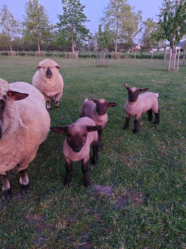 Hampshire down ramlammeren - bokjes, Mâle, Mouton, 0 à 2 ans