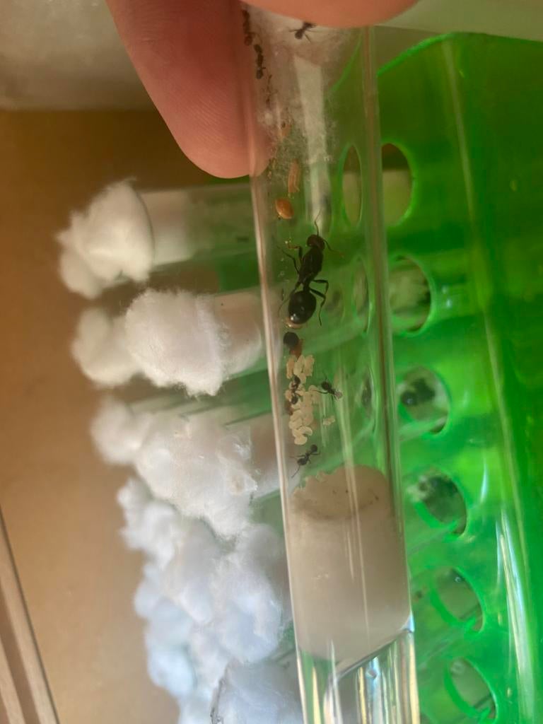 Messor barbarus kolonies, Dieren en Toebehoren, Mieren