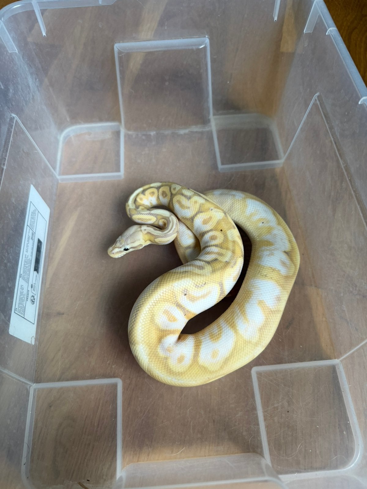 Python regius banana sugar pastel   2025 avec terrarium, Dieren en Toebehoren, Ophalen, Zo goed als nieuw, Terrarium of Paludarium