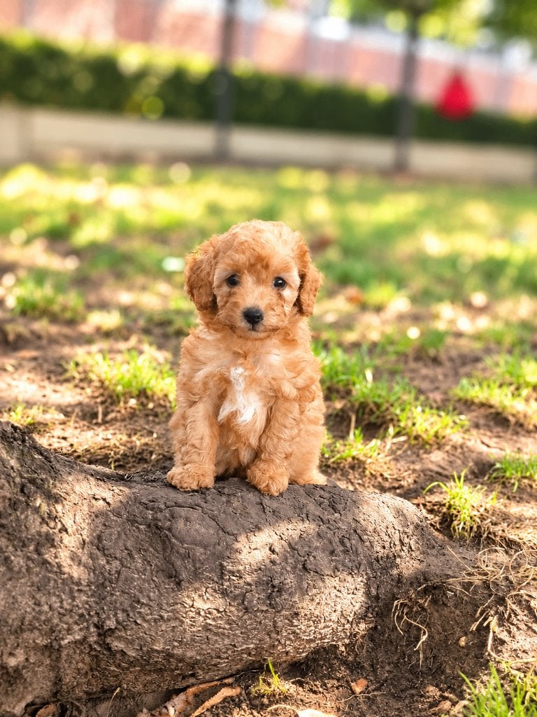 Dwergpoedel pupjes bij ons geboren!!!, Dieren en Toebehoren, Poedel, België, CDV (hondenziekte), 8 tot 15 weken