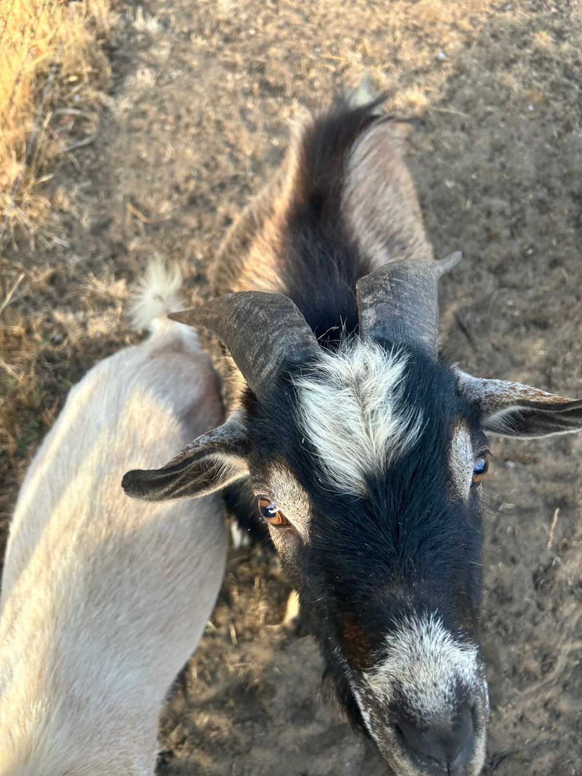 Bruine geit (bok), Dieren en Toebehoren, Mannelijk, Geit, 0 tot 2 jaar