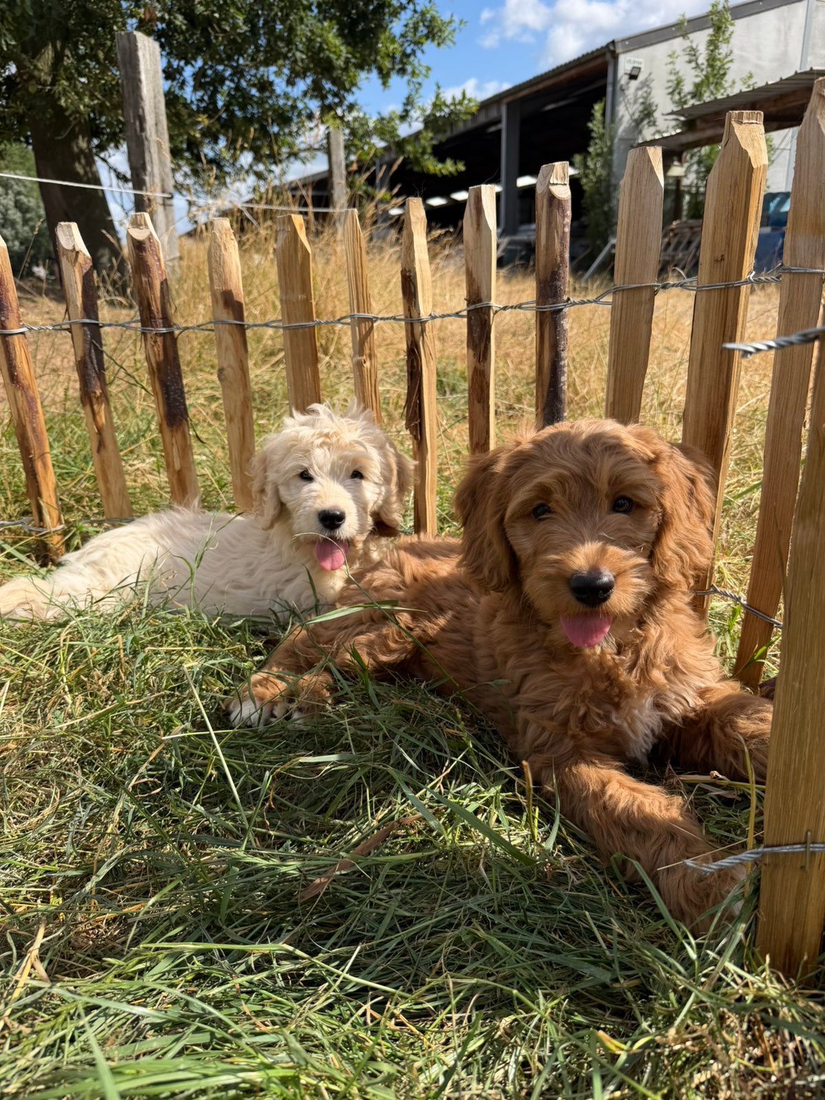 Mooie goldendoodle pups!, Dieren en Toebehoren, België, 8 tot 15 weken, Meerdere, Meerdere dieren