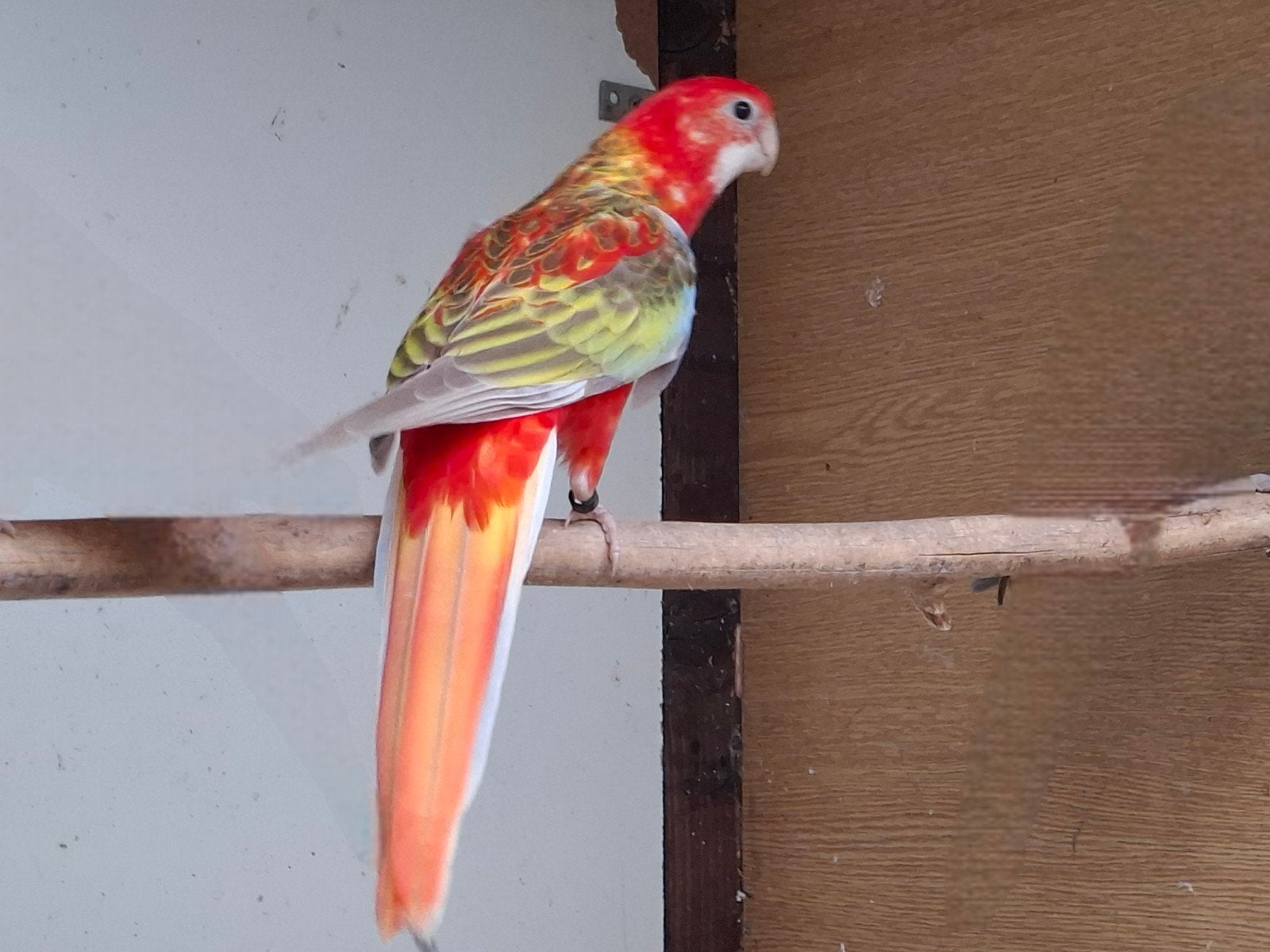 opaline cynamon, Dieren en Toebehoren, Vrouwelijk, Parkiet, Geringd