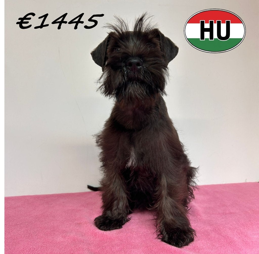 Chiots Schnauzer Nain à vendre - Un look qui se démarque, Animaux & Accessoires, Chiens | Bouledogues, Pinschers & Molossoïdes