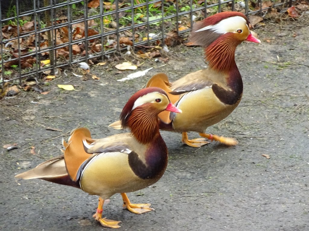 Rode mandarijneenden, Dieren en Toebehoren, Pluimvee, Meerdere dieren, Eend