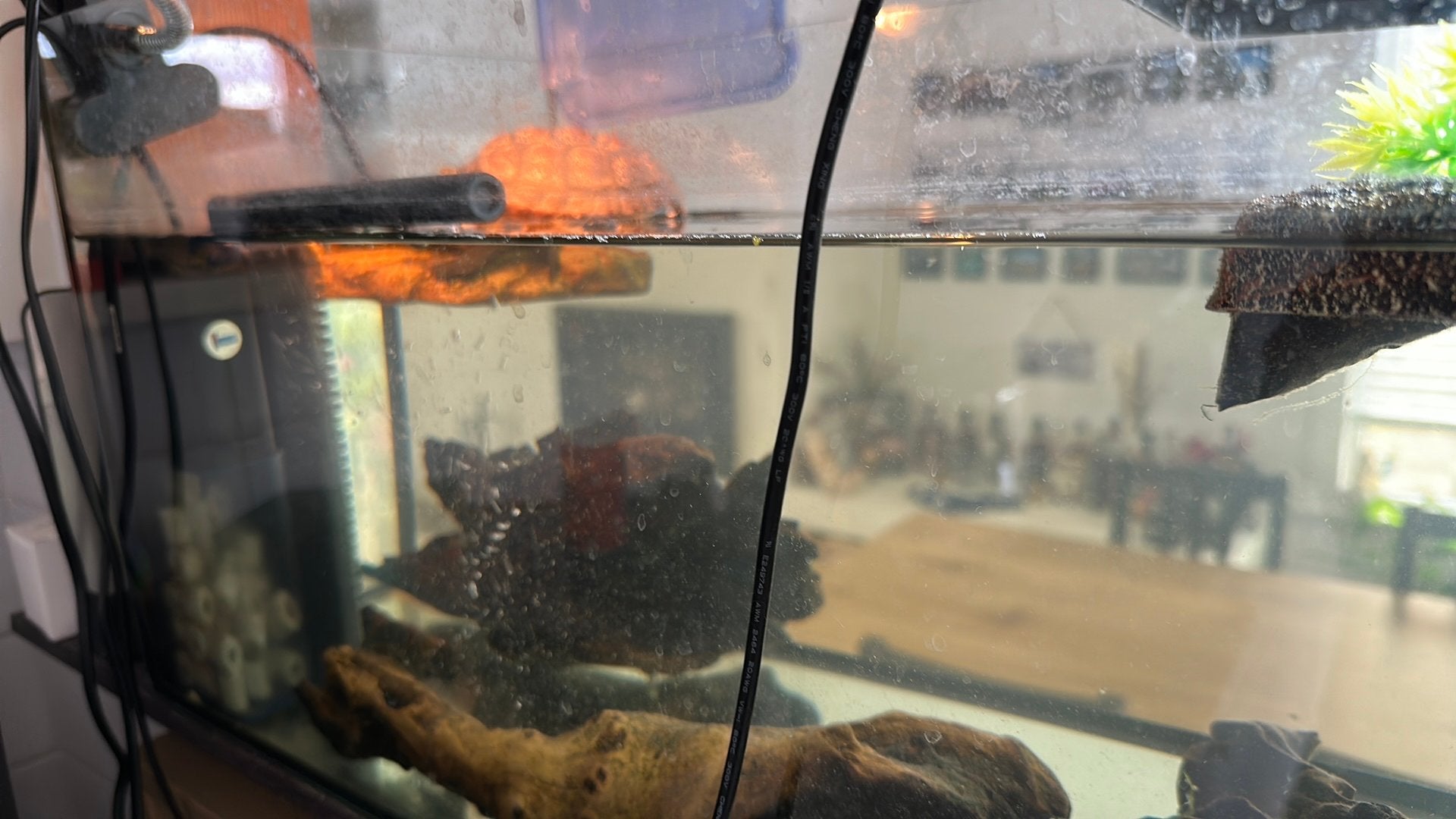Chinese driekielschildpad, Dieren en Toebehoren, Ophalen, Zo goed als nieuw