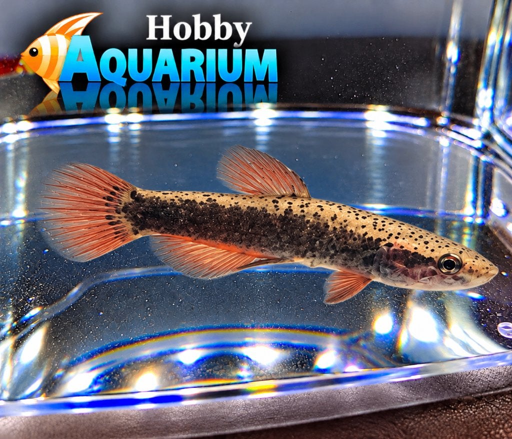 Hobbyaquarium  Betta Albimarginata l ruime keuze Betta, Dieren en Toebehoren, Zoetwatervis