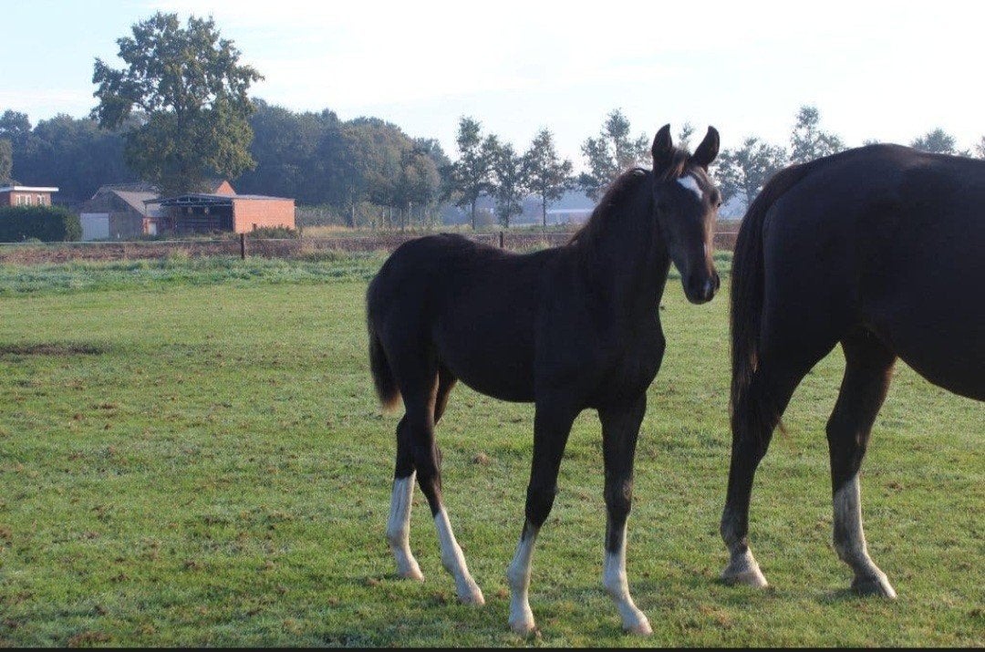 Merrieveulen van O Frederic, Dieren en Toebehoren, Merrie, Dressuurpaard, Met stamboom, 0 tot 2 jaar