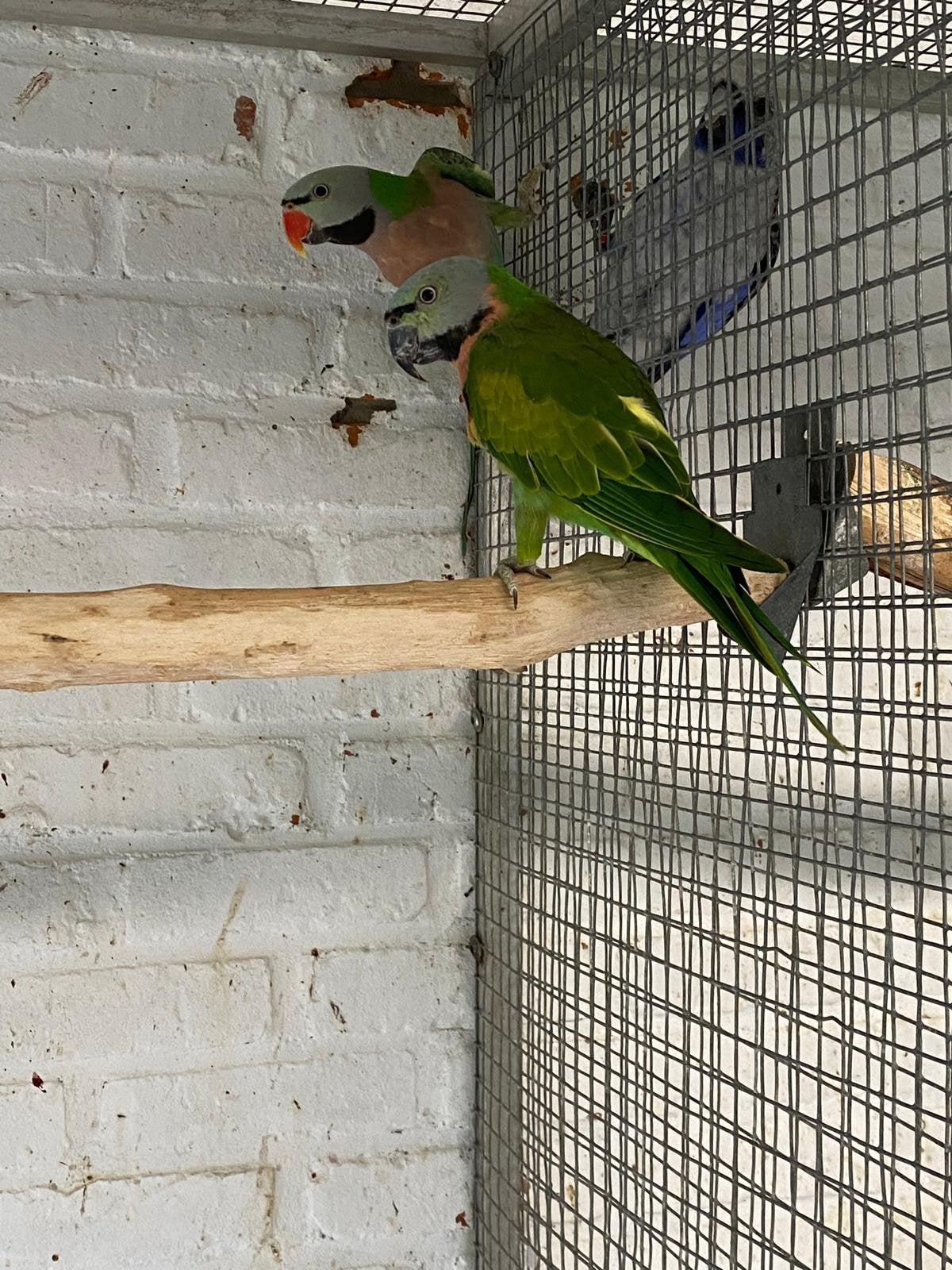 Kweekkoppel rozeborst baardparkieten, Plusieurs animaux, Perruche, Bagué