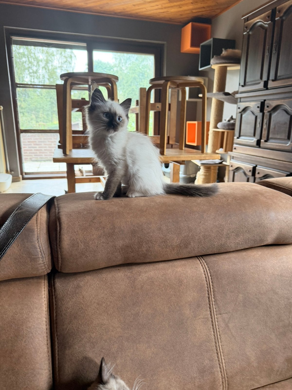 Ragdoll, Dieren en Toebehoren, Poes, Gechipt, 0 tot 2 jaar