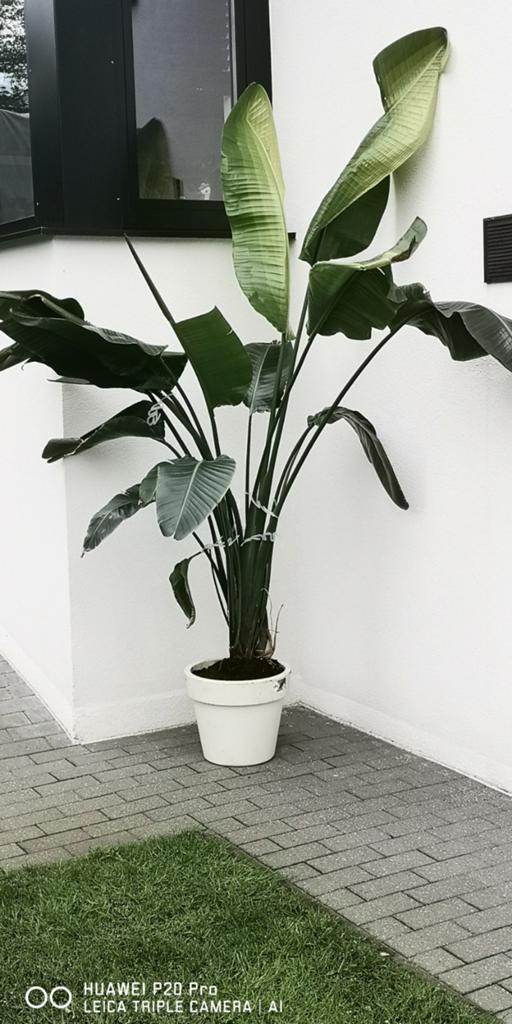 Kamerplant Strelitzia, Tuin en Terras, Planten | Tuinplanten, Ophalen