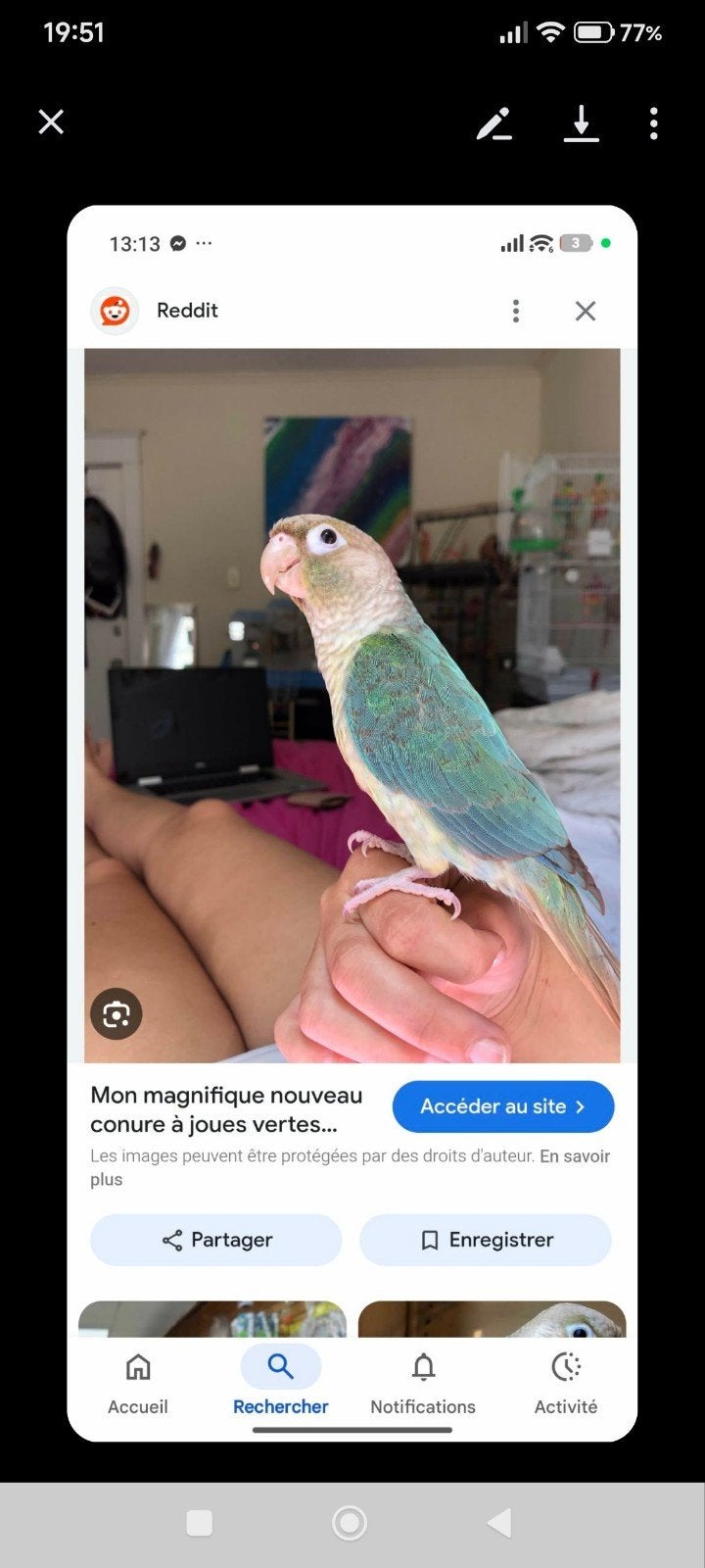 posture conure en céramique, Dieren en Toebehoren, Vogels | Toebehoren, Ophalen