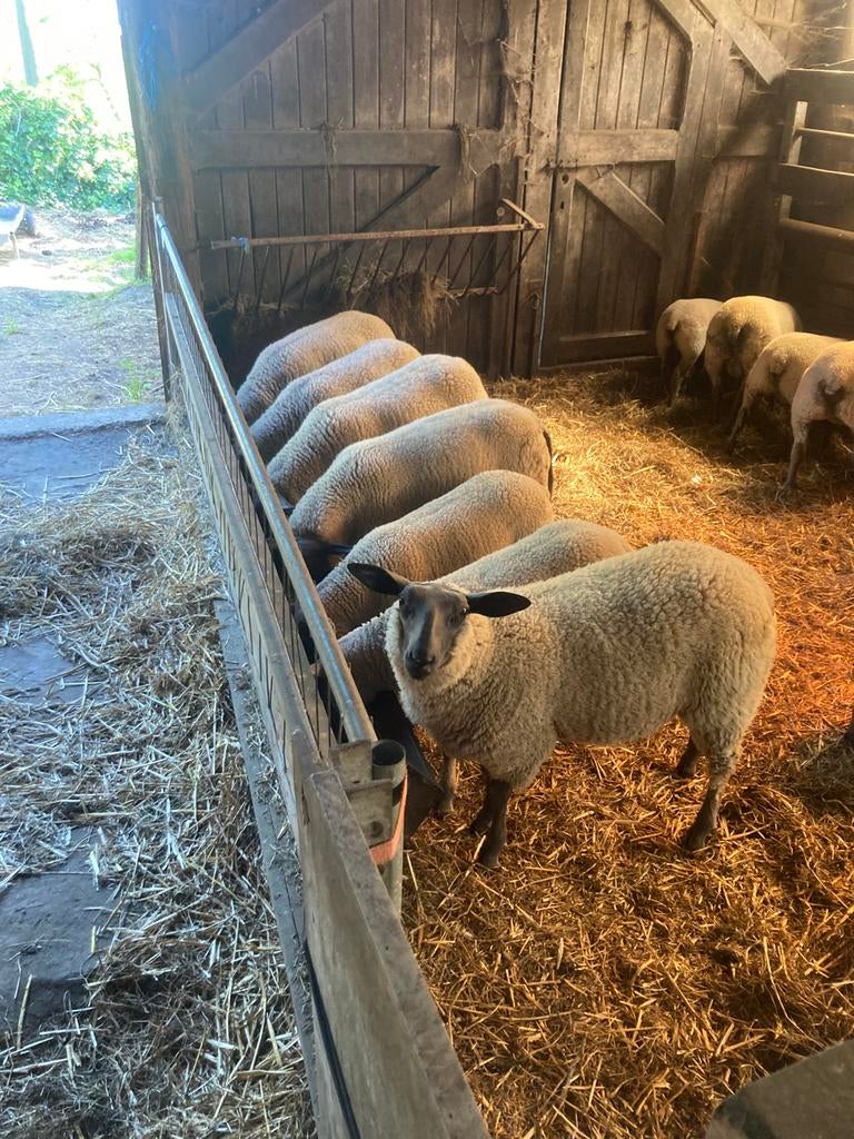 3 bleu du Maine proposent également à la vente