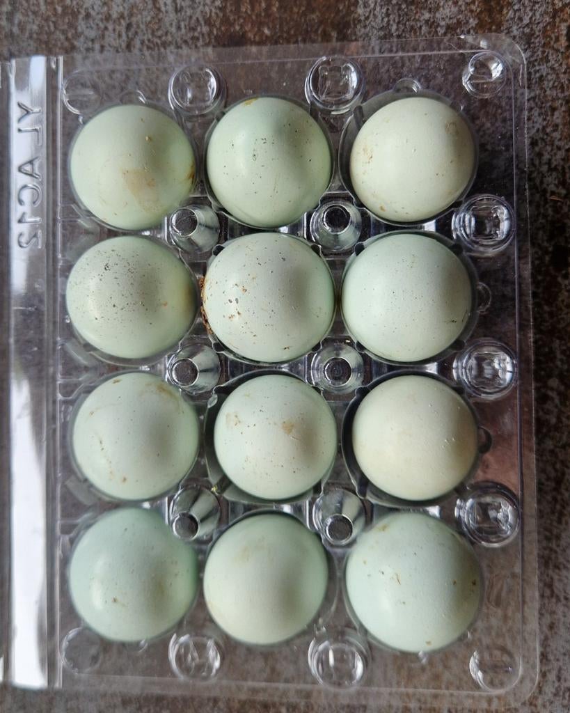 Celadon kwartel broedei
