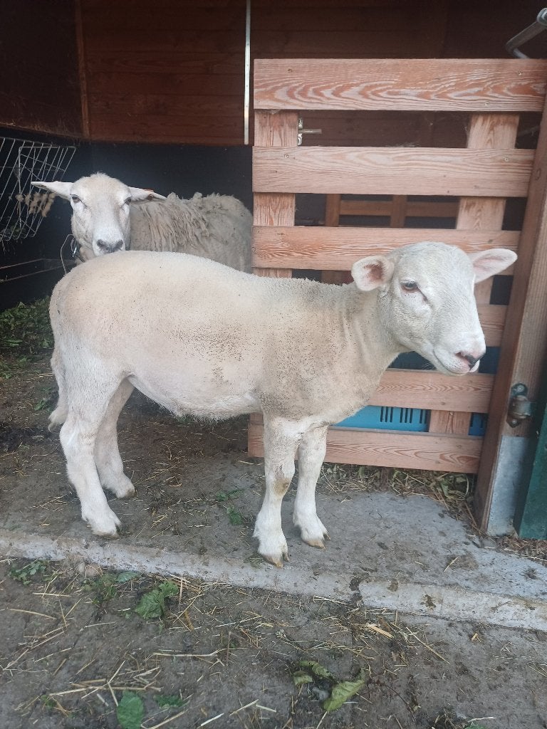 Easy care ram 2026, Animaux & Accessoires, Moutons, Chèvres & Cochons, 0 à 2 ans