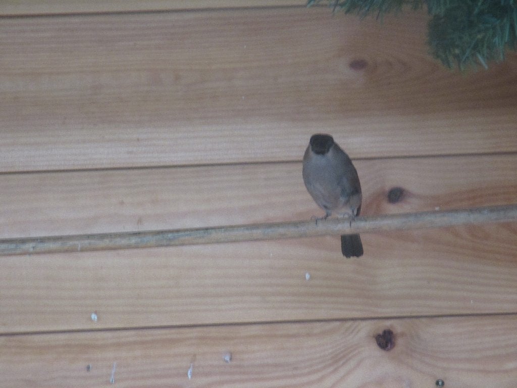 goudvinken, Dieren en Toebehoren, Meerdere dieren, Wildzangvogel