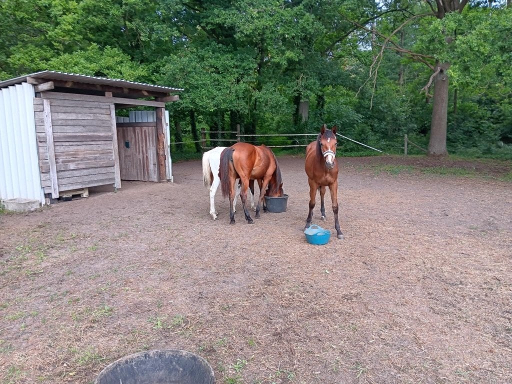 Plekje vrij opfok 2288 Bouwel, Dieren en Toebehoren, Opfok, 1 paard of pony