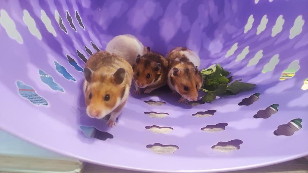 Hamster, Hamster, Domestique, Janvier, Plusieurs animaux
