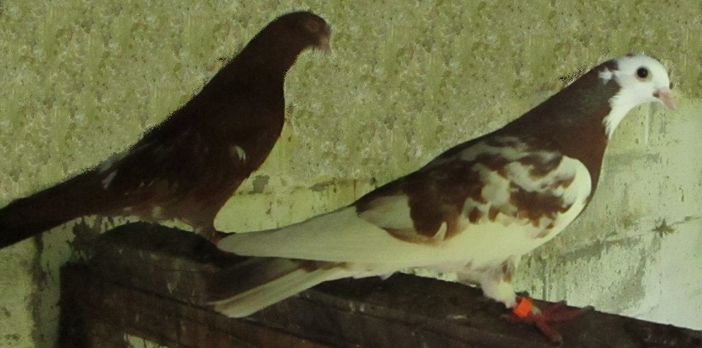 duiven, Dieren en Toebehoren, Meerdere dieren, Overige soorten